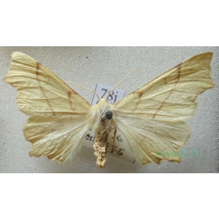 Ennomos erosaria (Denis & Schiffermüller, 1775) female Latalec gruszak Slovakia78j